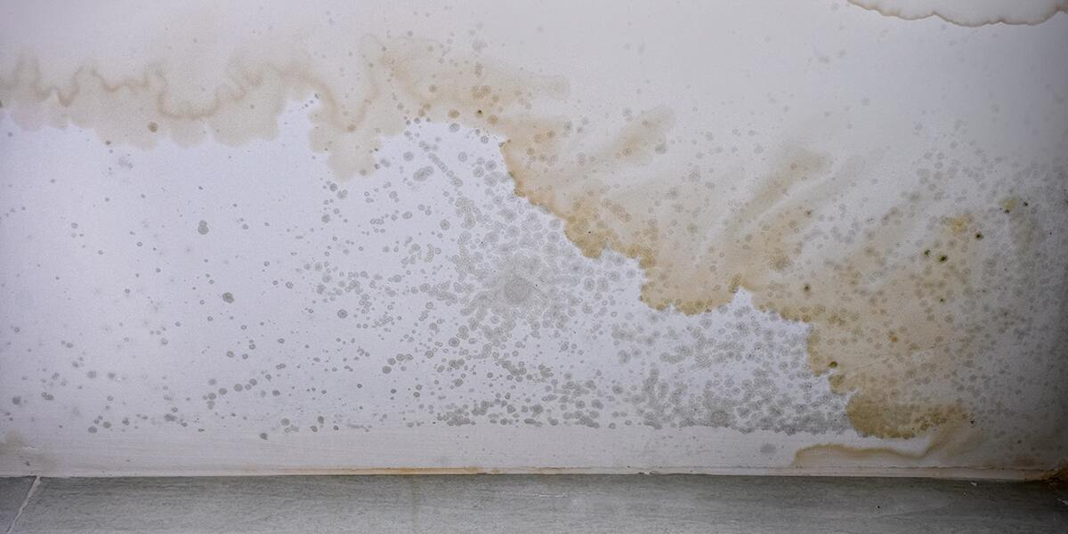 Is Mold from a Leaky Roof Dangerous? Oxford, AL Guide